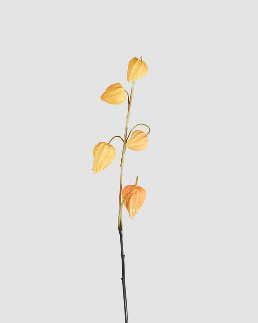Physalis - Yellow Orange