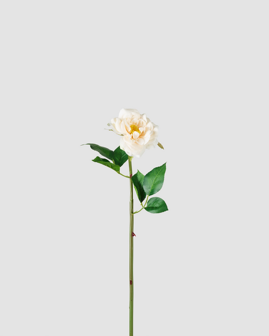 Tea Rose - Champagne White