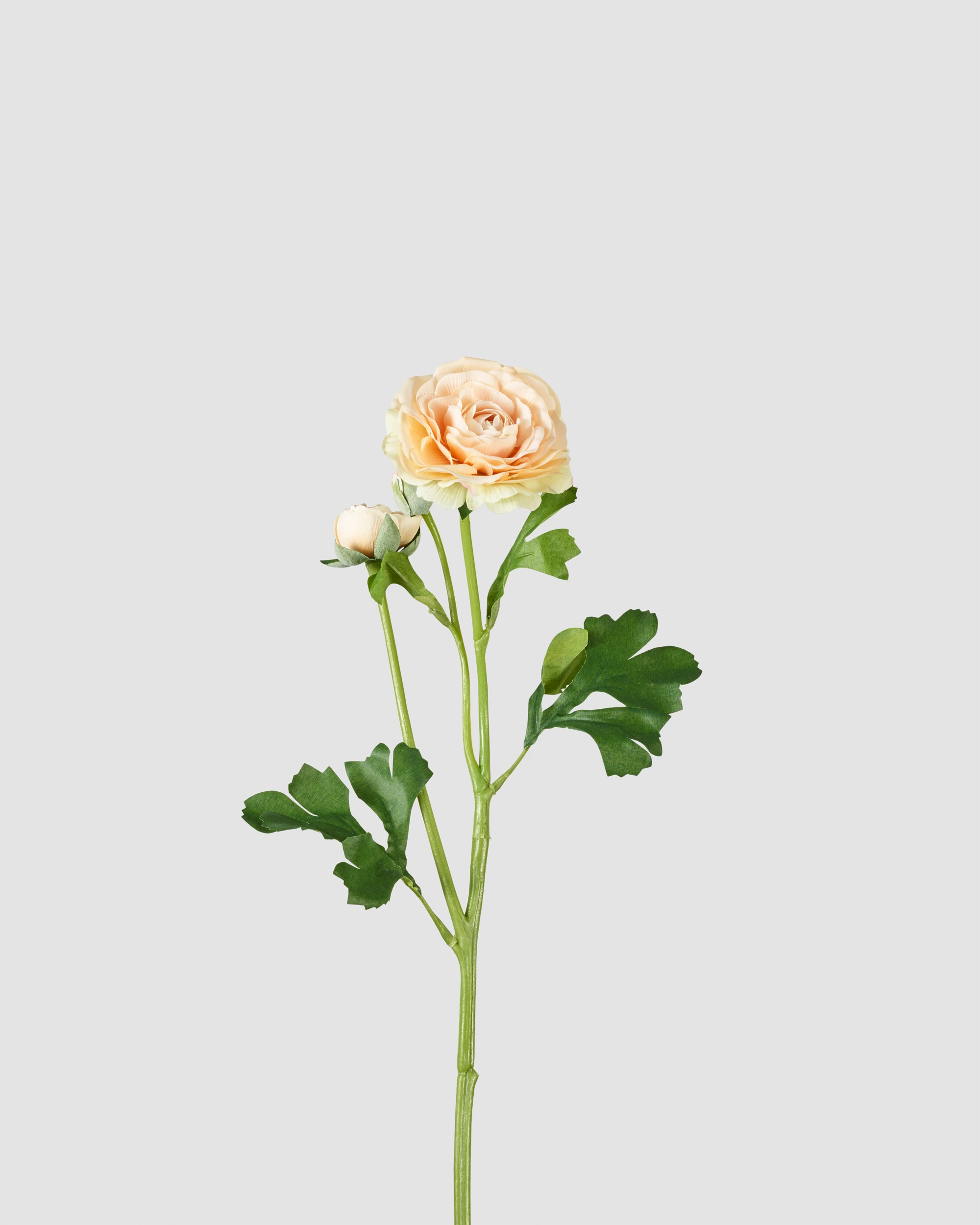 Peony - Champagne