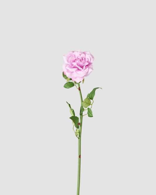 Tea Rose - Light Purple