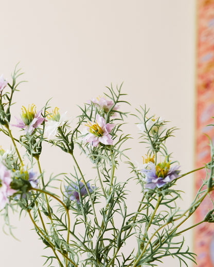 Black Seed Grass Bundle