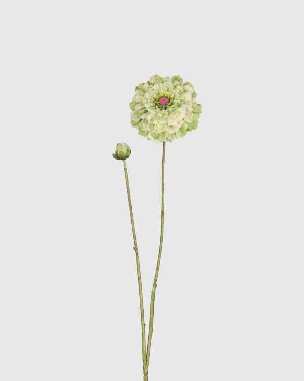 ZINNIA