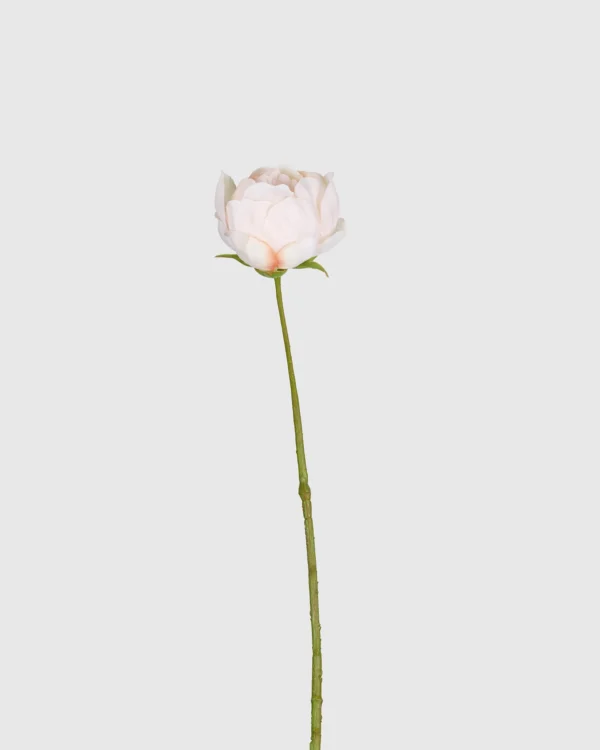 PEONY