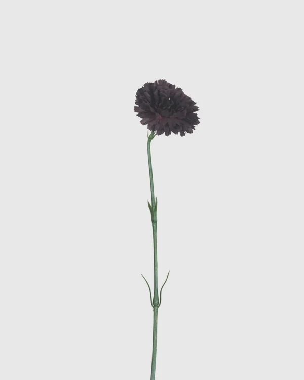 CARNATION