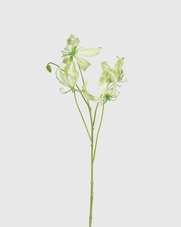 Gloriosa
