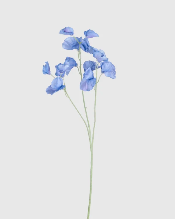 LATHYRUS