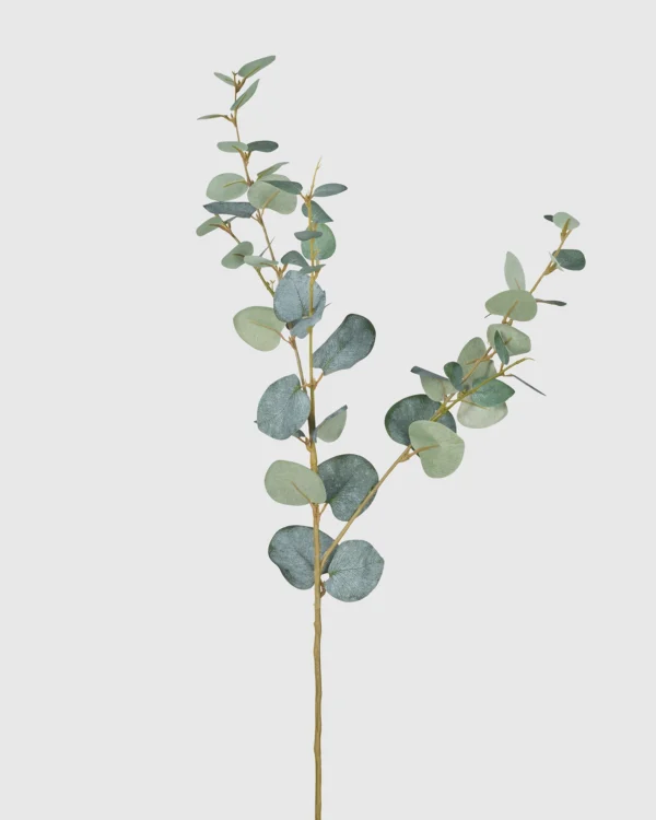 EUCALYPTUS