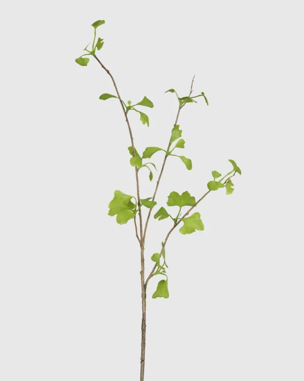 GINKGO LEAF