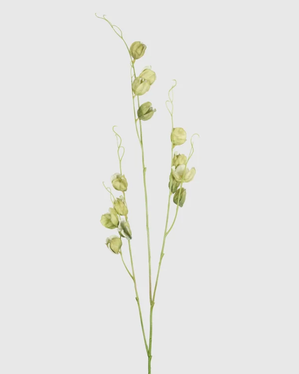 Physalis