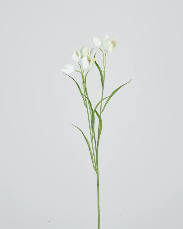 Fritillaria