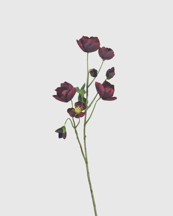 HELLEBORUS
