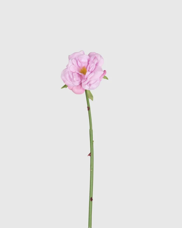 Tea Rose
