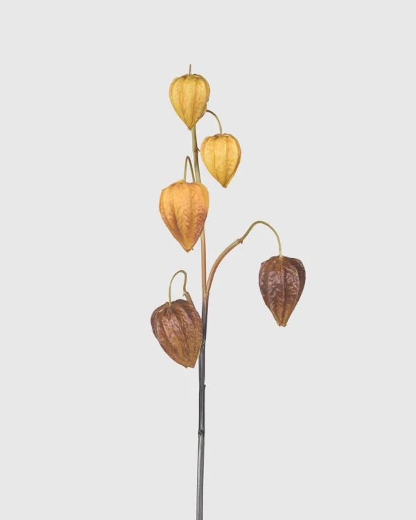 Physalis