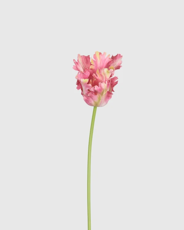 Couture Parrot Tulip