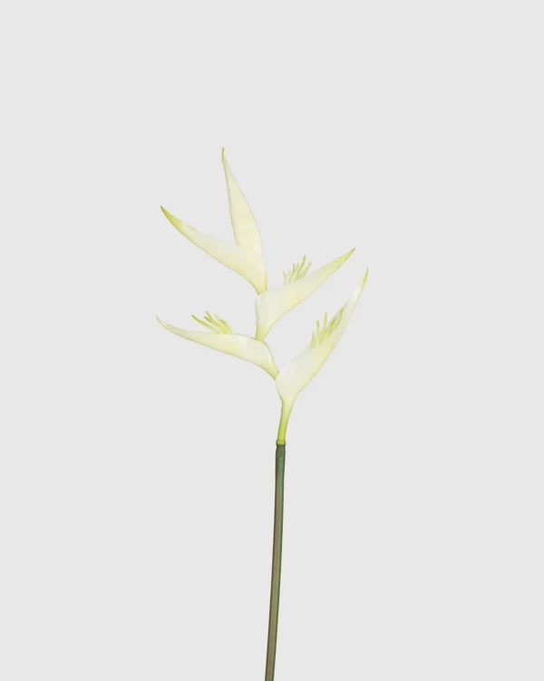 Bird of Paradise Small
