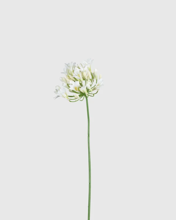 White Lotus