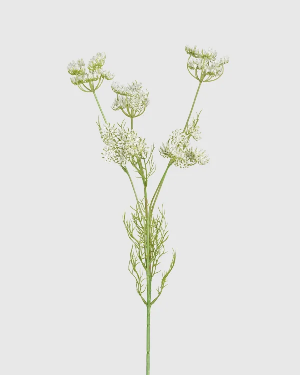Queen Anne's Lace