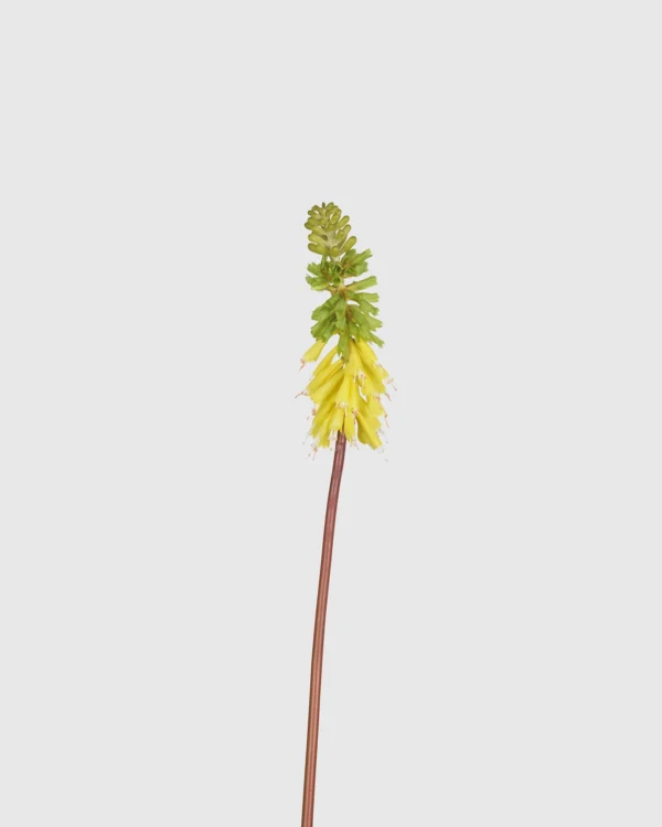 Torch Lily