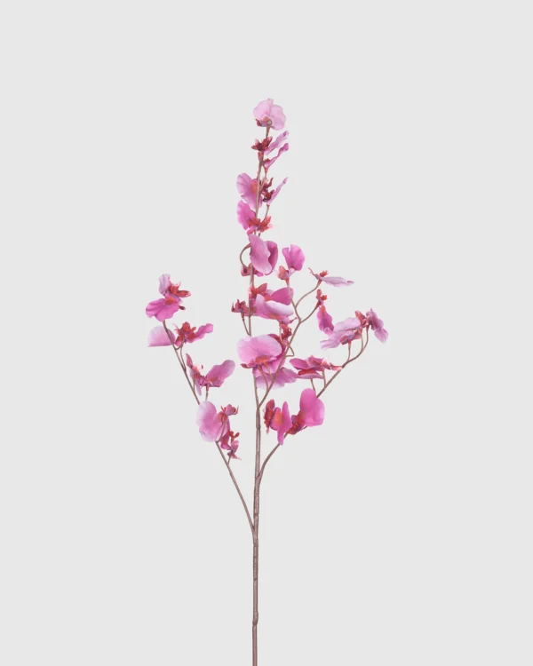 Dancing Orchid