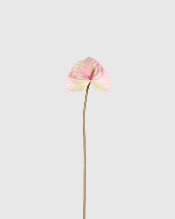 Anthurium
