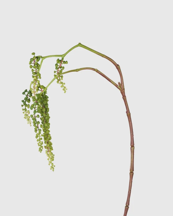 Pokeweed