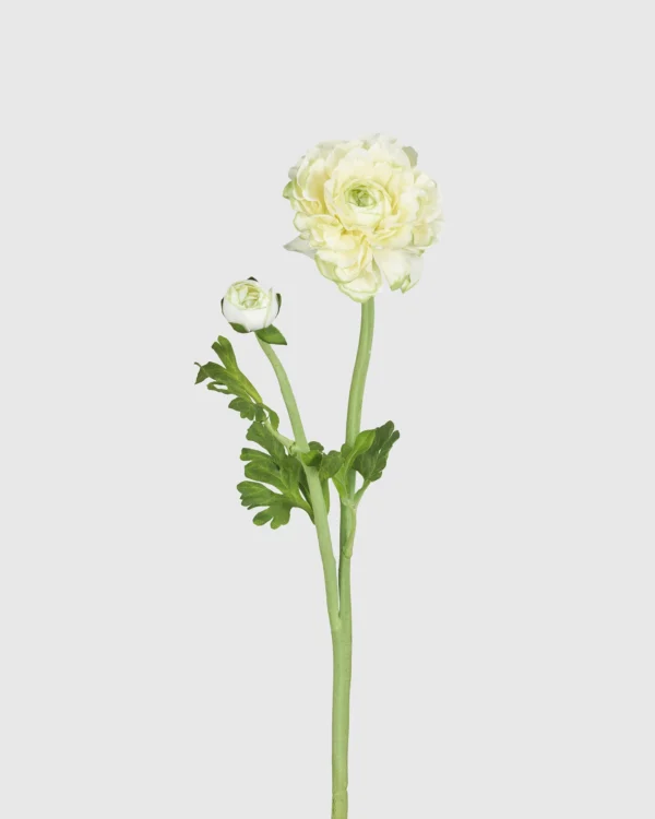 Mailangyang Peony