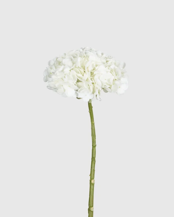 Hydrangea
