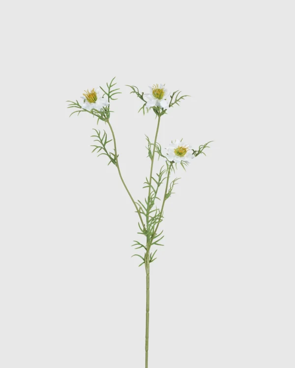 Black Seed Grass