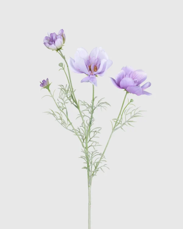 Cosmos