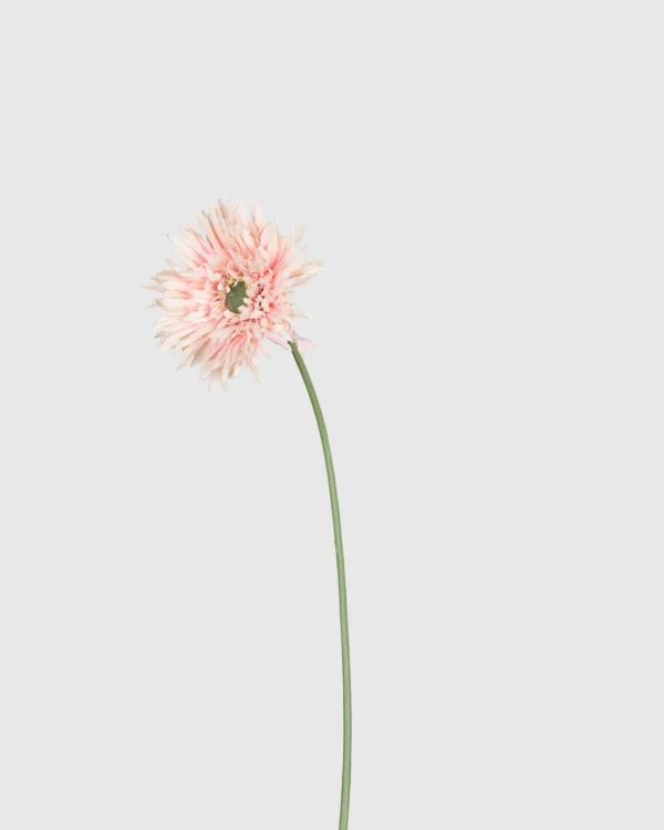 Gerbera