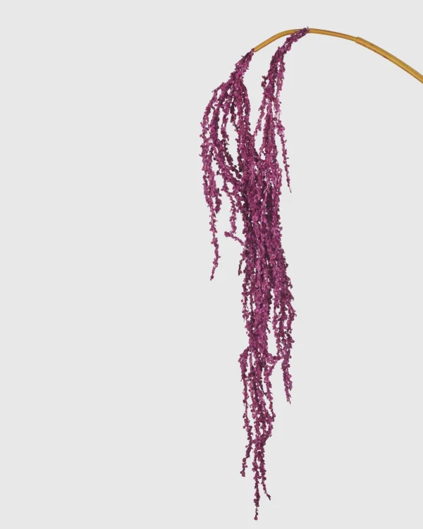 Amaranthus