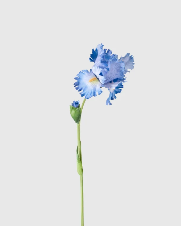 Alice Iris