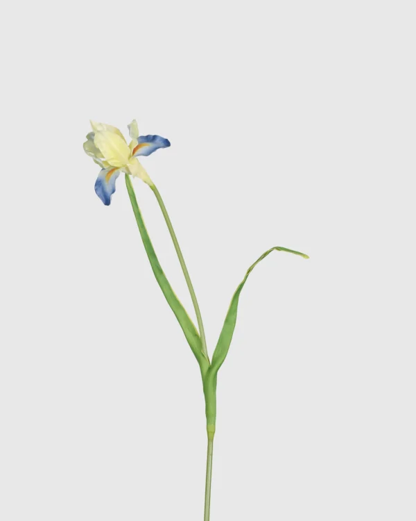 French Iris